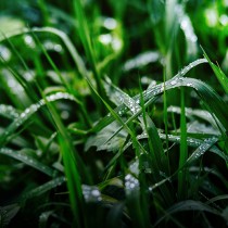 3_rosliny_Ledwon_Katarzyna_Po deszczu